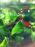 Betta dragonscale.jpg Betta dragonscale.jpg