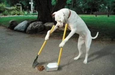thumbs_funny_dog_cleaning.webp