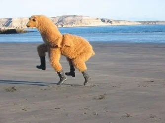 llama.webp