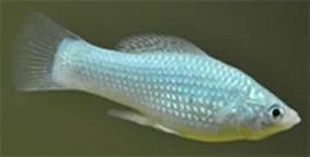 Female2.webp