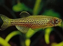 Danio_Leopard_Danio.webp
