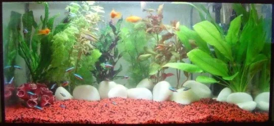 small tank 600.webp