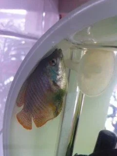 poorlyfish.webp