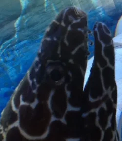 eel.webp