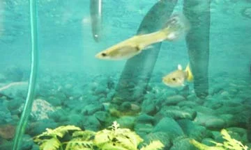 fish 1 005.webp