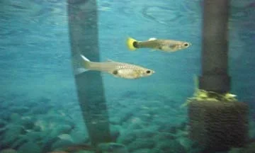 fish 1 014.webp