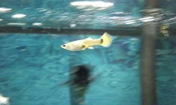 fish 1 008.webp