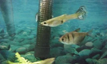 fish 1 015.webp