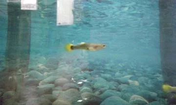 fish 1 013.webp