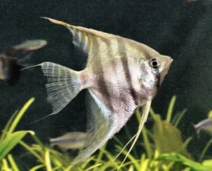 angelfish stripes.webp