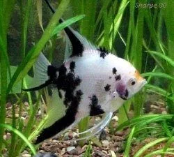 spotted angelfish.webp