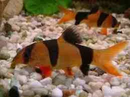 clown loach.webp