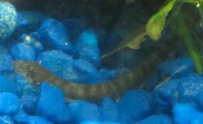 loach1.webp
