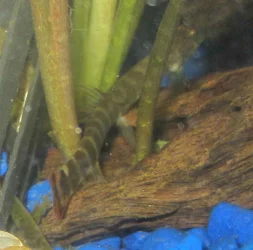 loach3.webp