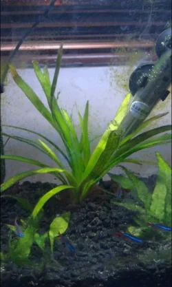 plant.webp