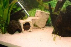 loach2.webp