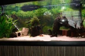 loach3.webp
