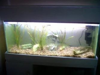 my new fish tanl.webp