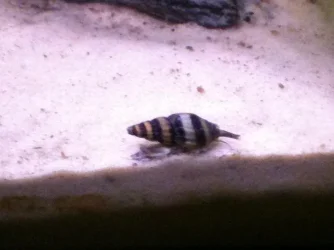 snail time.webp