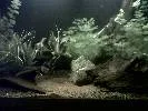 Optimized-IMG00394-20120512-0847.webp