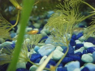 fish 3 002.webp fish 3 002.webp