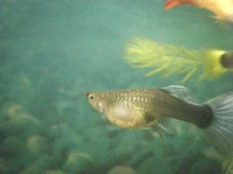 fish 3 004.webp