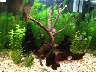 tank.webp