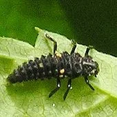 ladybird_larvae04-3_170.webp