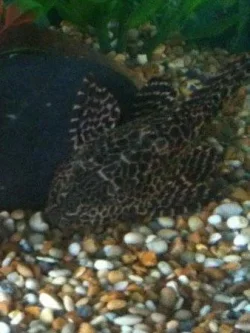 plec.webp