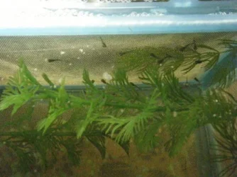 fish 3 025.webp