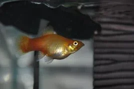 Clearer Fish Pic.webp