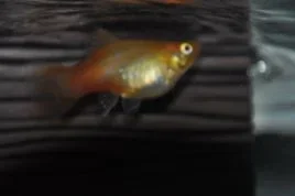 different angle fish pic.webp