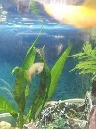 guppy.webp