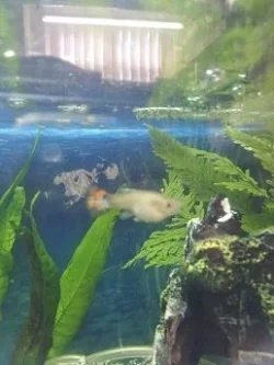 guppy p.webp