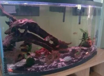 fishhhh.webp