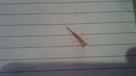insect11.webp