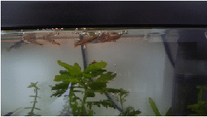 bubbles and fish.png bubbles and fish.png