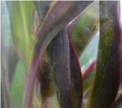 unkonwn algae.png unkonwn algae.png