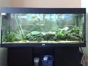 tank2.webp