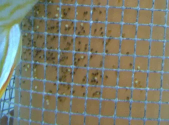 IMG-20120529-WA0002.webp