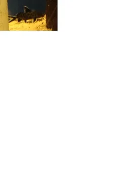 cat fish 1.webp