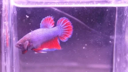 freebetta.webp