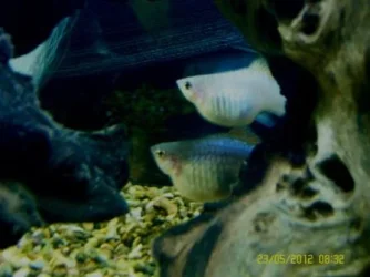 Platies 28th May 2012 edited.webp