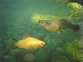 fish 3 005.webp