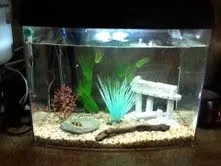 fish tank loach.webp