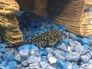 plecoresised.webp