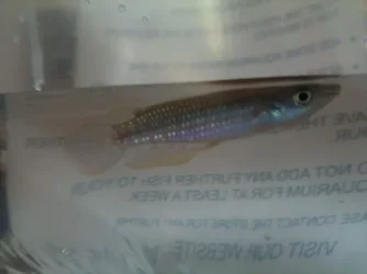 killifish.webp killifish.webp