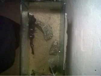 mudskipper3.webp