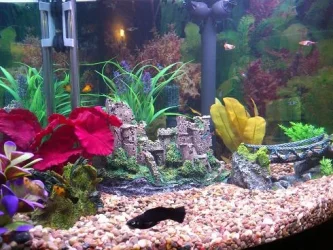 fishys.webp