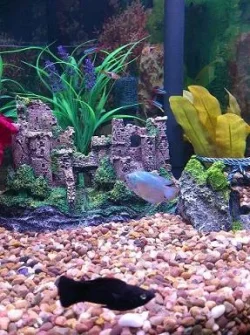 fishys2.webp